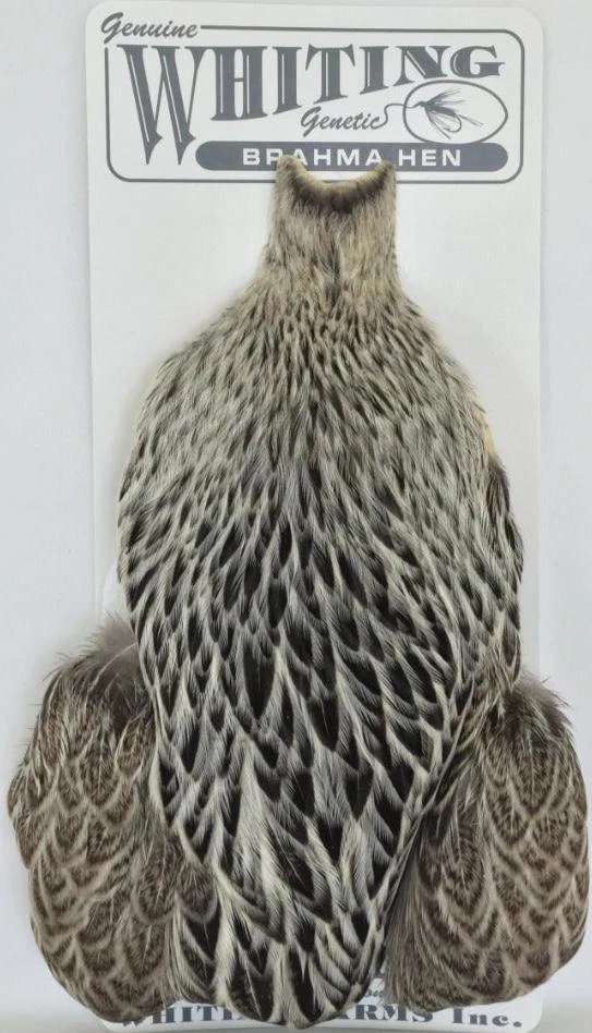 Whiting Brahma Hen SH/C 1 Whiting Brahma Hen SH/C