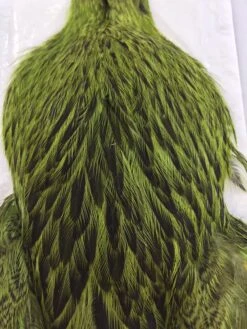 Whiting Brahma Hen SH/C 7 Whiting Brahma Hen SH/C -Wild Fishing Trip Shop IMG 5451