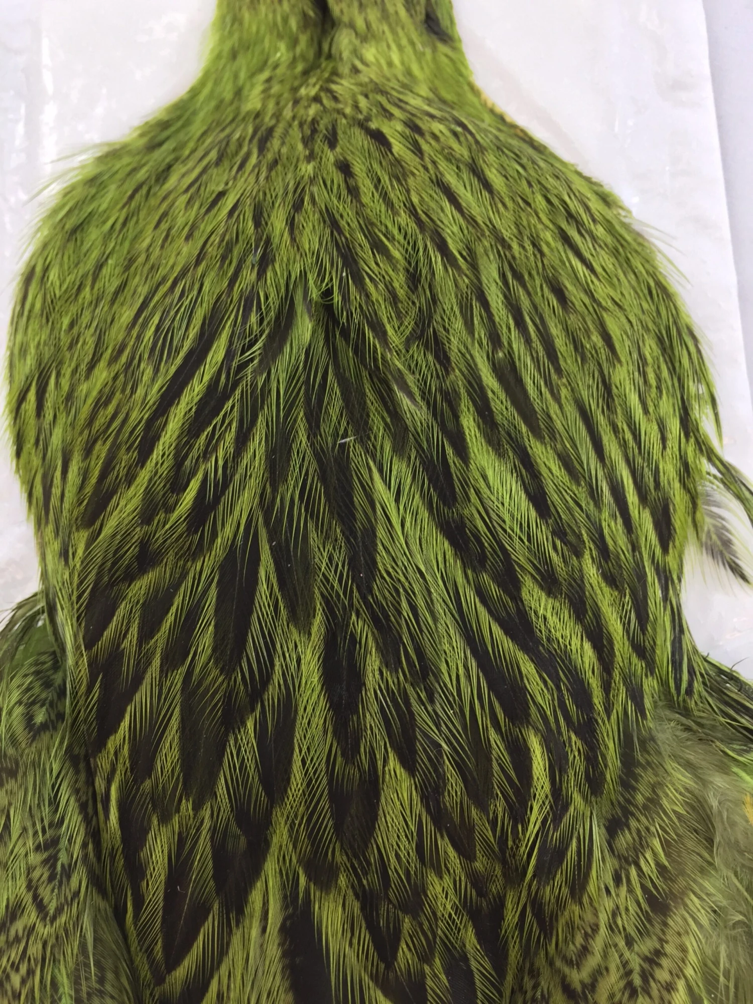 Whiting Brahma Hen SH/C 3 Whiting Brahma Hen SH/C - Image 3