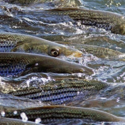 Cortland Striped Bass Blitz Fly Line -Wild Fishing Trip Shop StriperWeb 1100x ba2ee421 5c36 49f5 8d34 ab24dd448b18